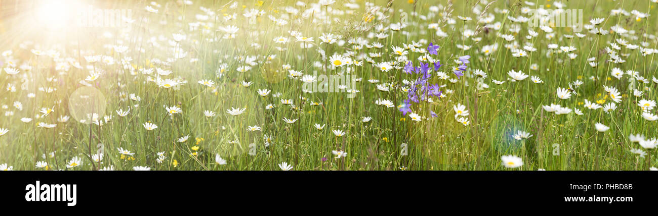 meadow with many flowers at spring with sun beams Stock Photo