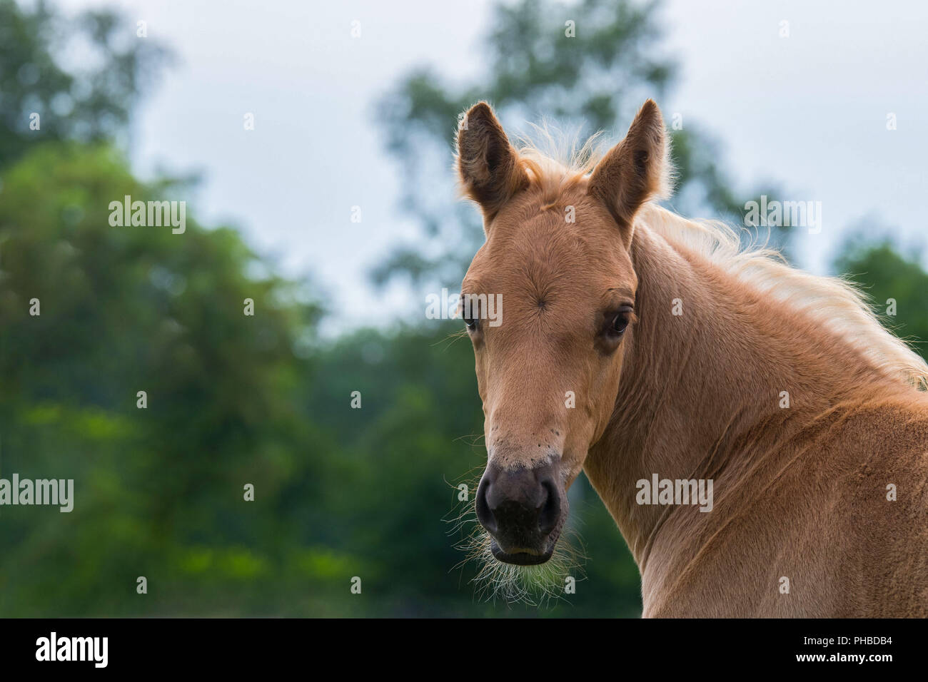 Foal quarter horse hi-res stock photography and images - Alamy