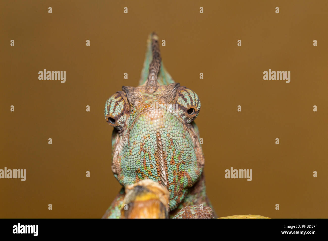 Chameleon Chamaeleo Calyptratus - Yemen chameleon - Veiled Chameleon Stock Photo
