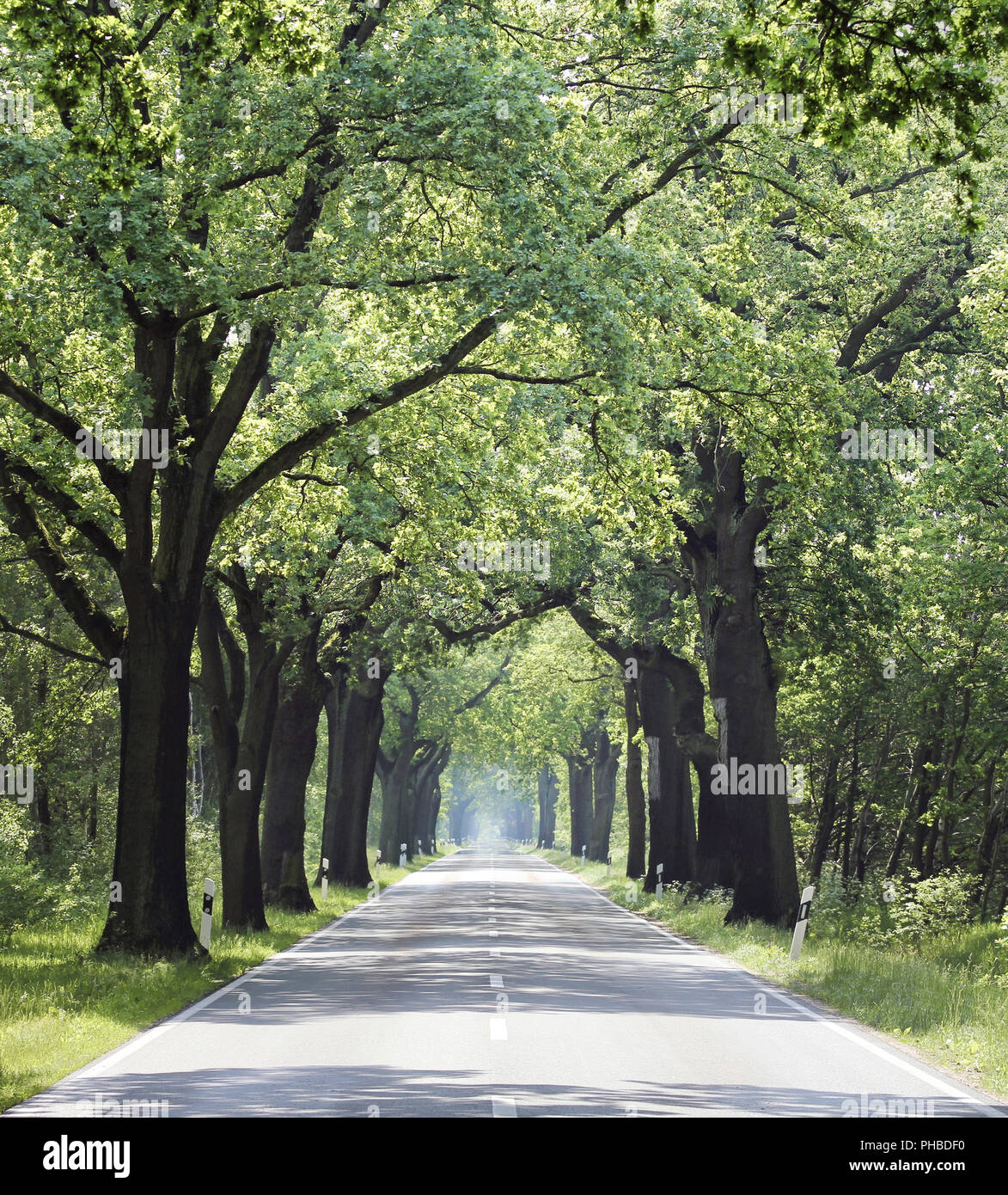 country road without traffic, tranquil scene Stock Photo