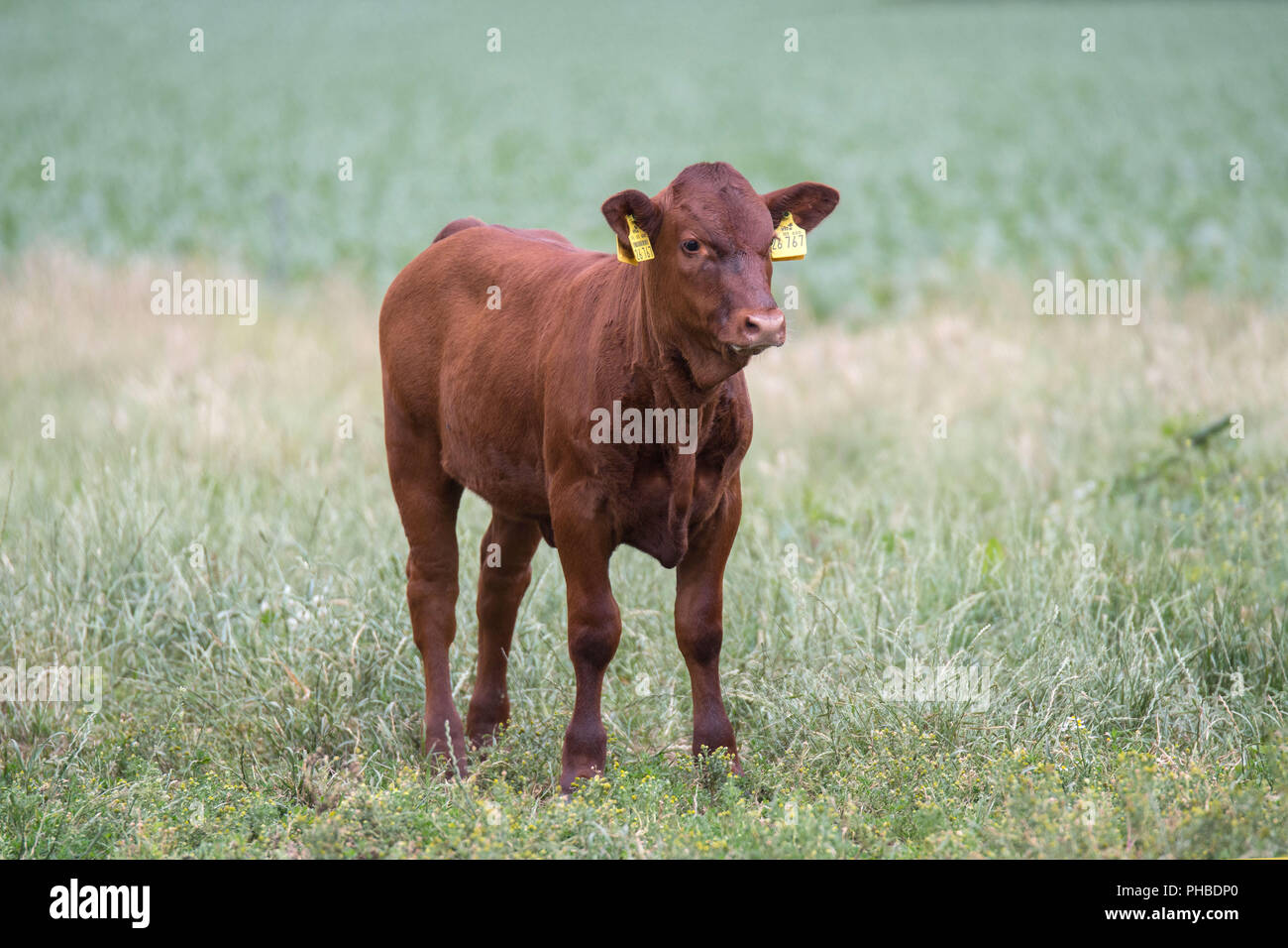 German Red (Highland type) calf Stock Photo Alamy