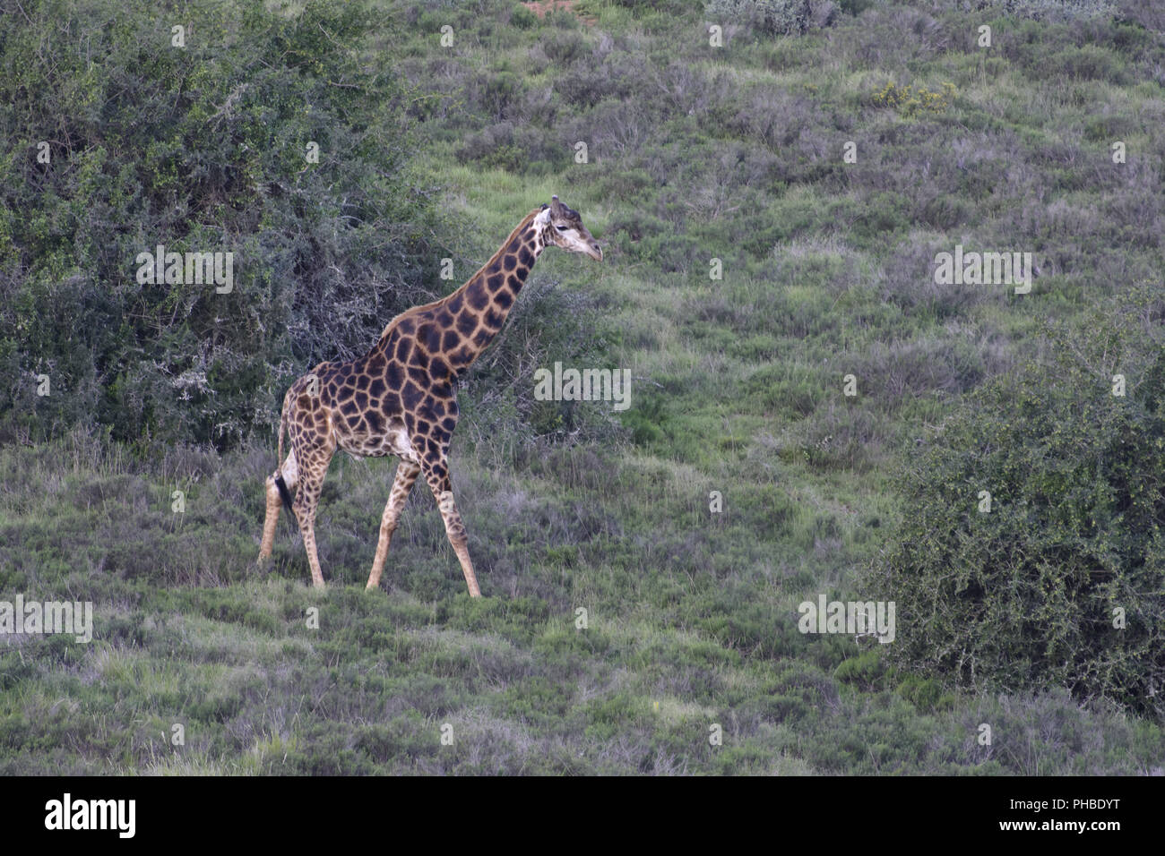Giraffe foraging hi-res stock photography and images - Alamy
