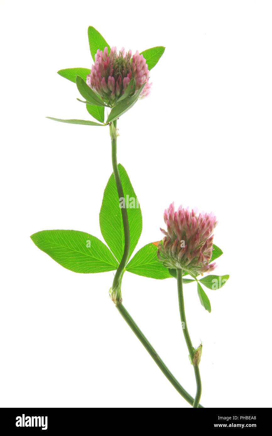 Red-clover (Trifolium pratense) Stock Photo