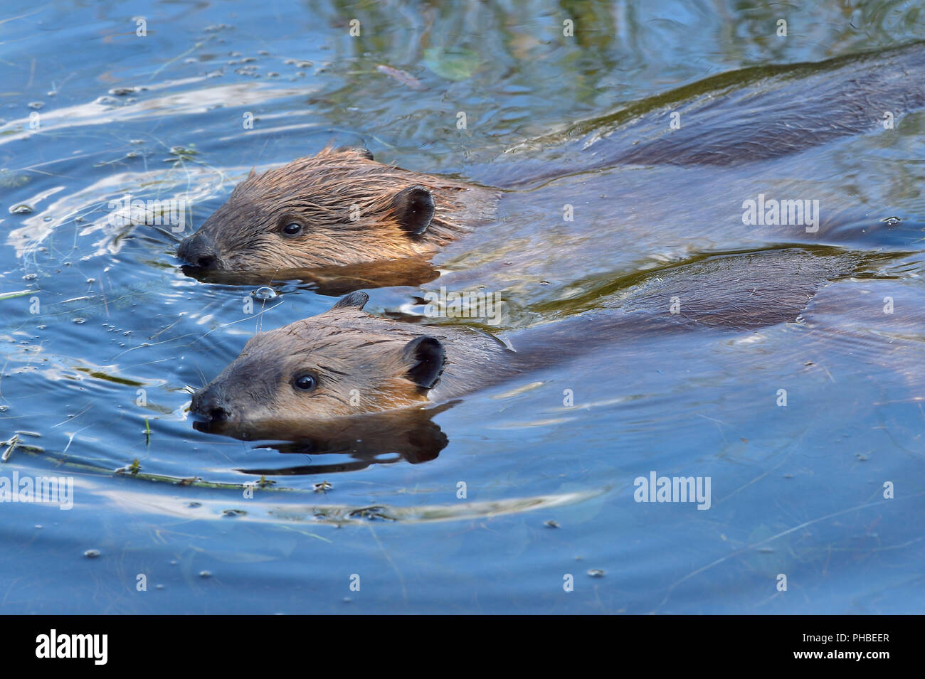 Two adult beavers  'Castor canadenis';  swimming side by side in the water of their beaver pond in rural Alberta Canada Stock Photo