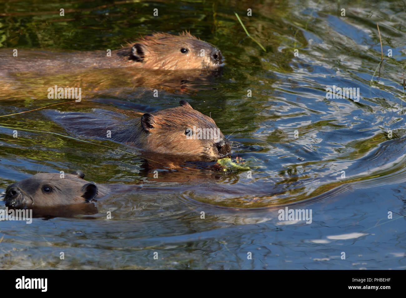 Three beavers 'Castor canadenis'; swimming and feeding in the water of