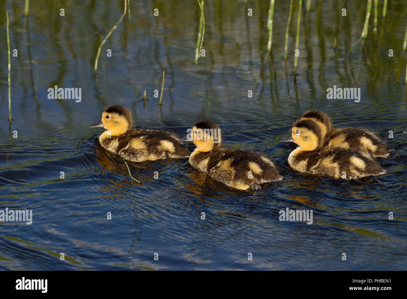 A brood of Blue-Winged Teal ducklings  (Anas discors); swimming together as a group in the beaver pond at Maxwell Lake near Hinton Alberta Canada. Stock Photo