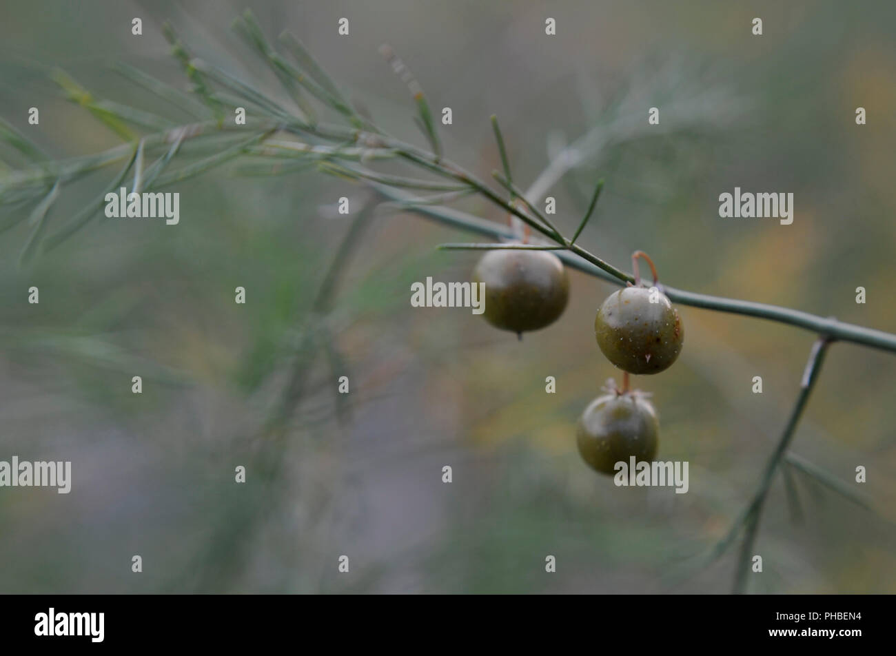 The seeds from an asparagus fern. Stock Photo