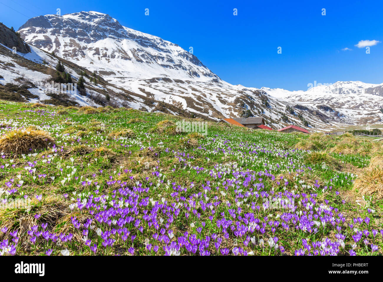 Flowering of purple crocus nivea at Julier Pass, Parc Ela, Region of Albula, Canton of Graubunden, Switzerland, Europe Stock Photo