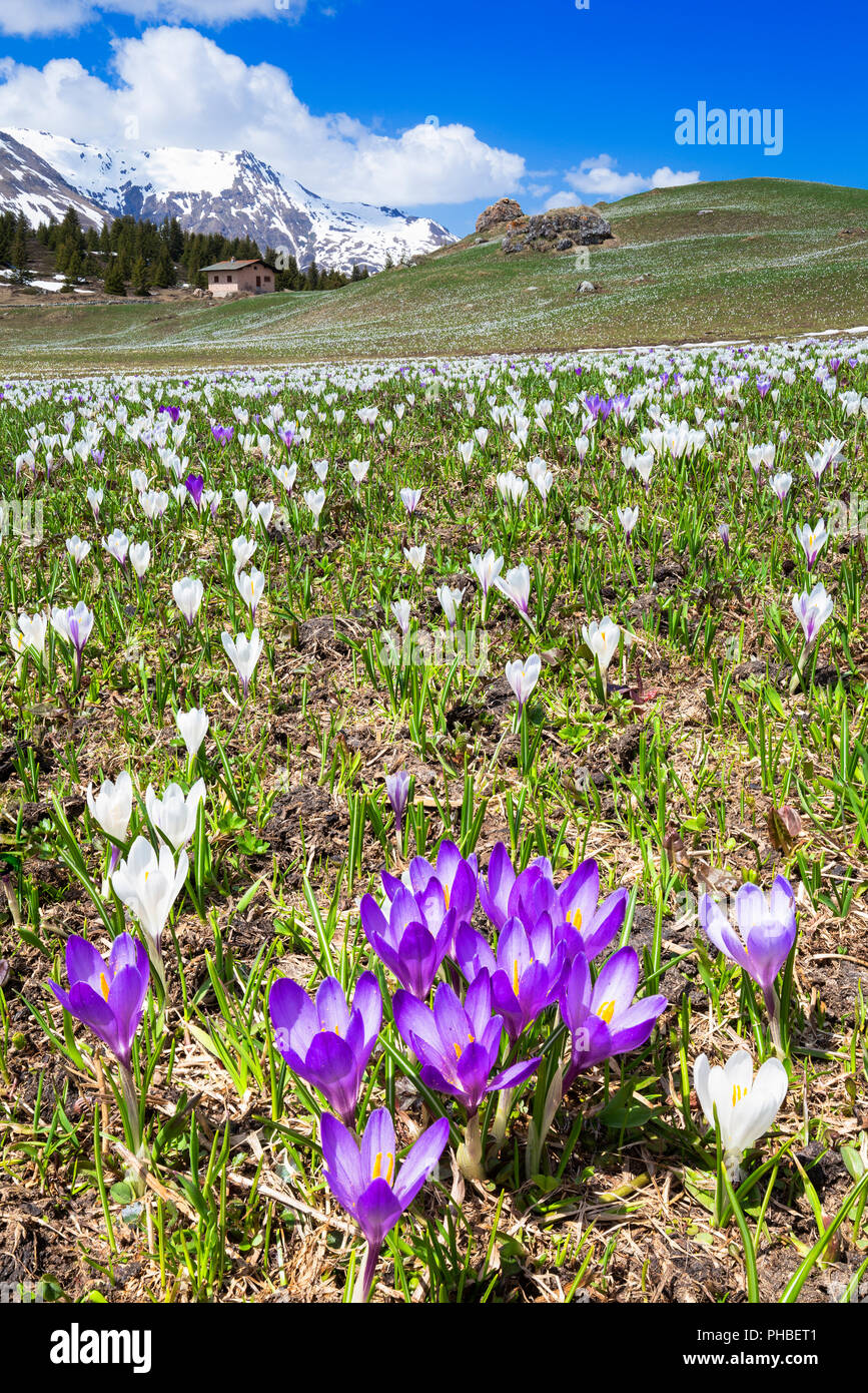 Flowering of crocus nivea at Alp Flix, Sur, Surses, Parc Ela, Region of Albula, Canton of Graubunden, Switzerland, Europe Stock Photo