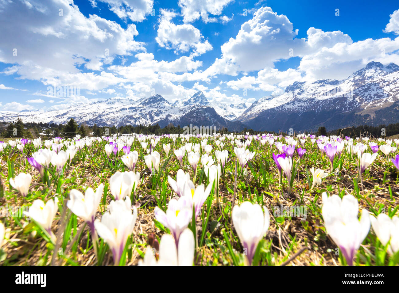 Flowering of crocus at Alp Flix, Sur, Surses, Parc Ela, Region of Albula, Canton of Graubunden, Switzerland, Europe Stock Photo