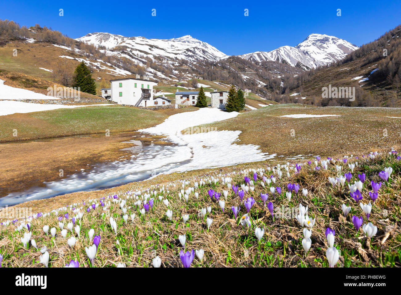 Flowering of Crocus nivea at alpine huts at Bernina Pass, Valposchiavo, Canton of Graubunden, Switzerland, Europe Stock Photo