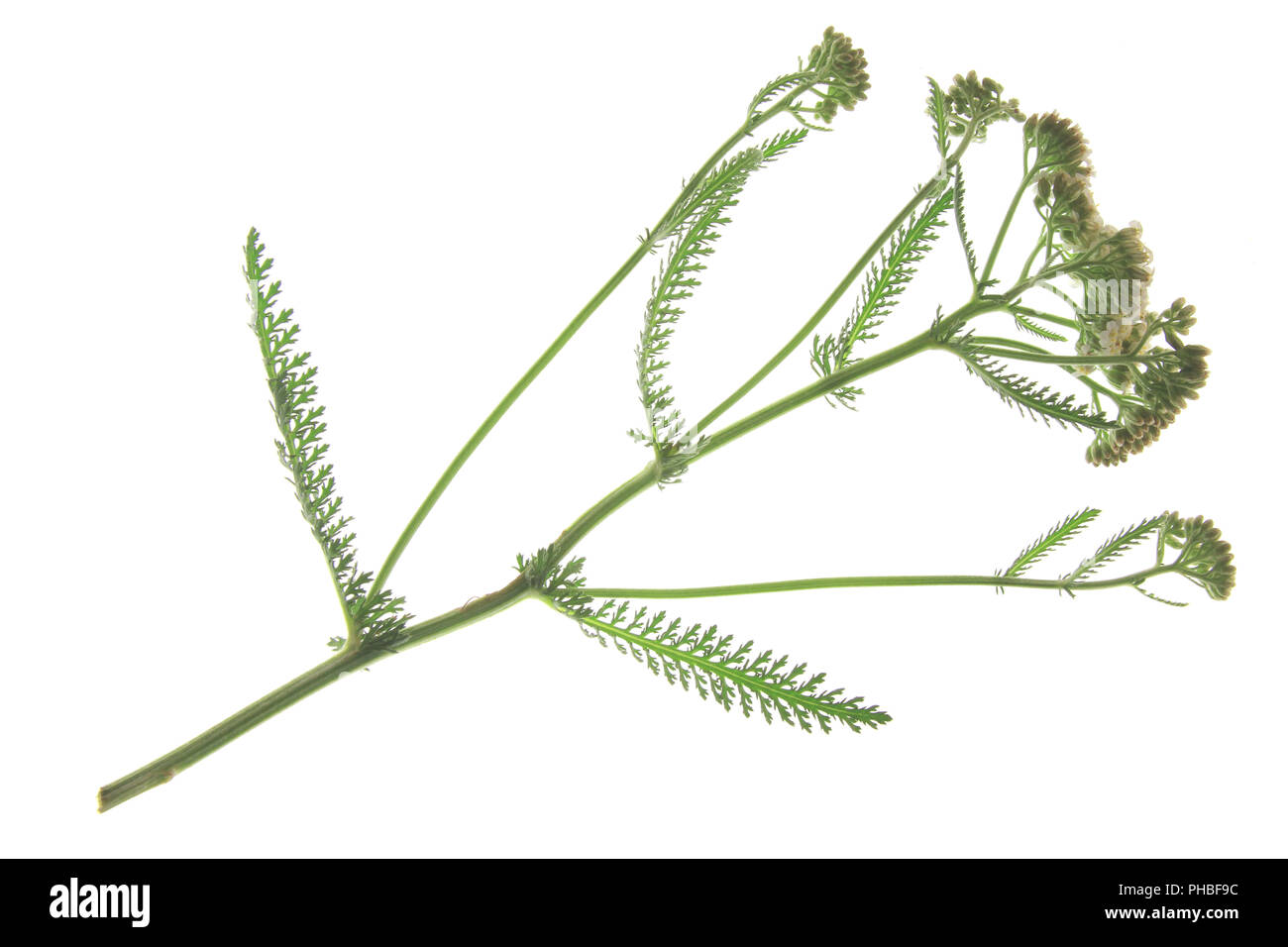 Common Yarrow (Achillea millefolium) Stock Photo