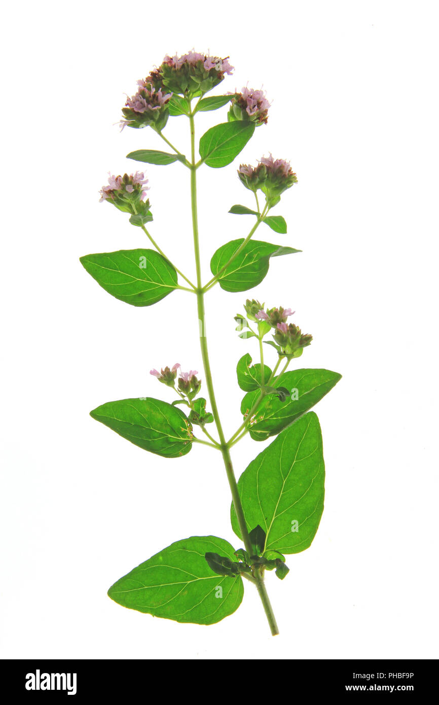 Oregano or wild marjoram (Origanum vulgare) Stock Photo