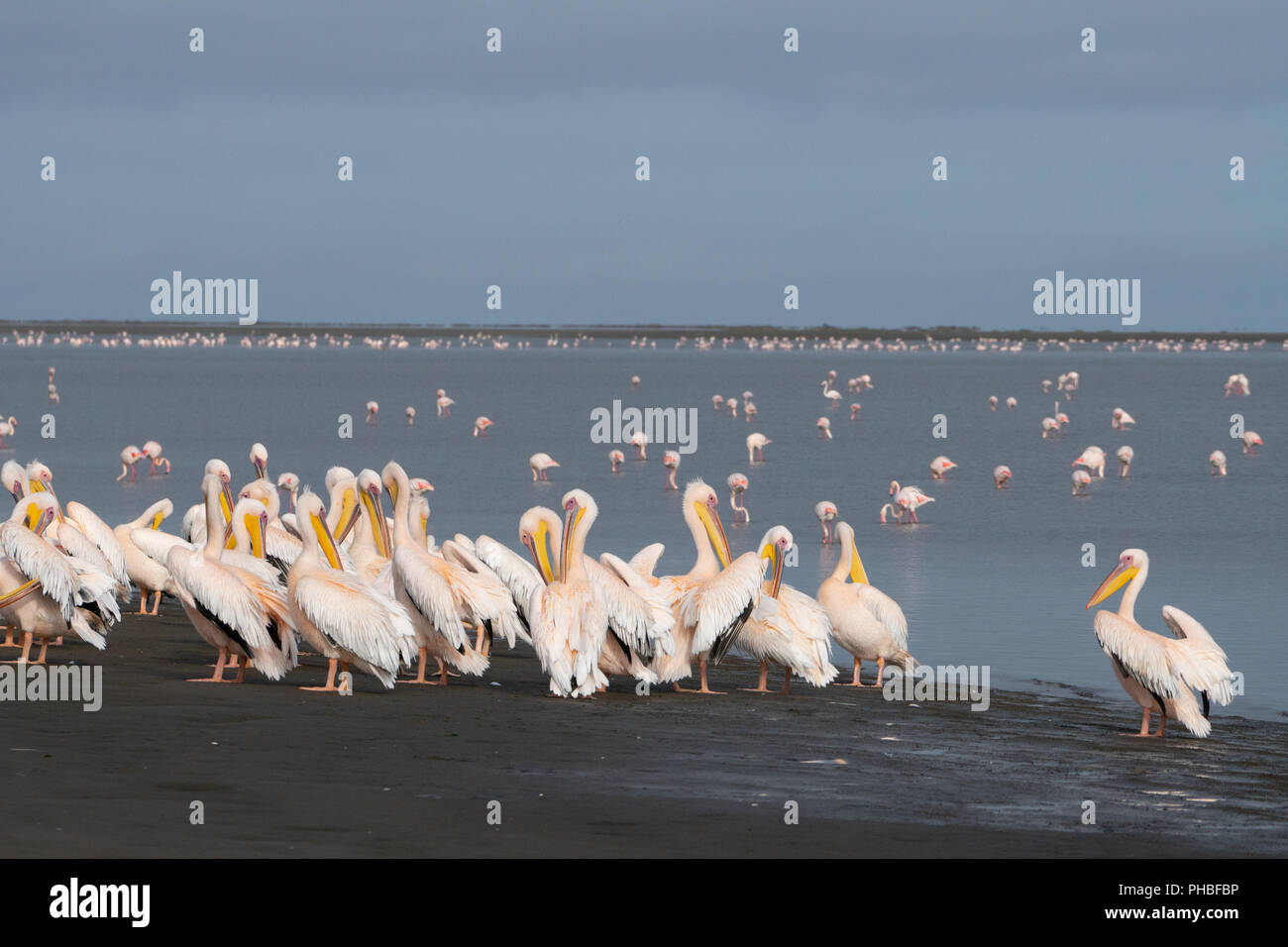 Great White African Pelicans gather on the Wetlands, Greater Flamingos with pink bills in the background, Walvis Bay, Namibia, Africa Stock Photo