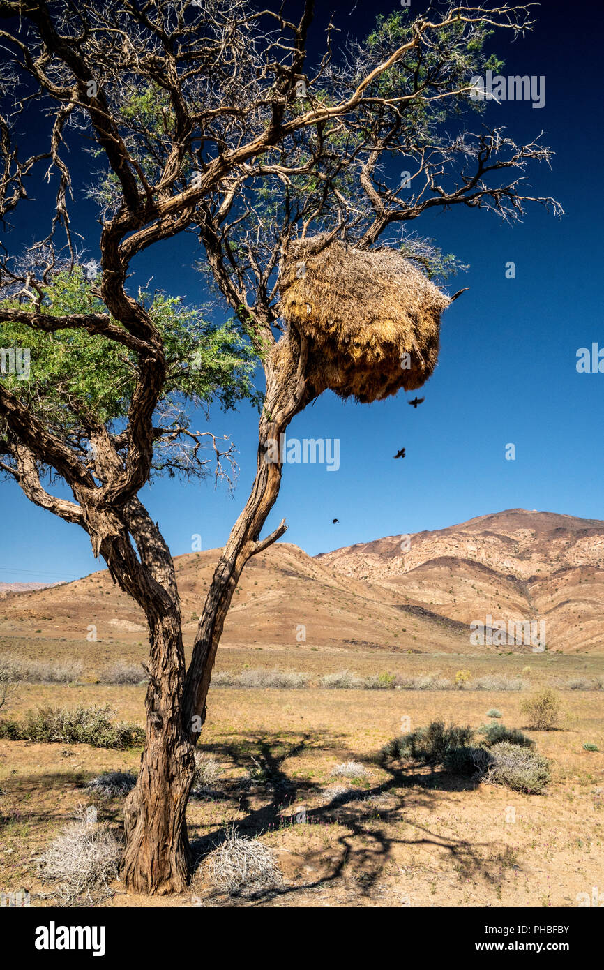 Nest of sociable weaver birds (philetairus socius) high up in a tree with mountains in background, Namib-Naukluft, Namibia, Africa Stock Photo