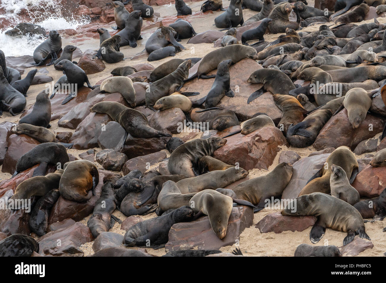 Seals slumber at one of world's largest colonies of Cape Fur Seals (Arctocephalus pusillus), Atlantic Coast, Cape Cross, Namibia, Africa Stock Photo