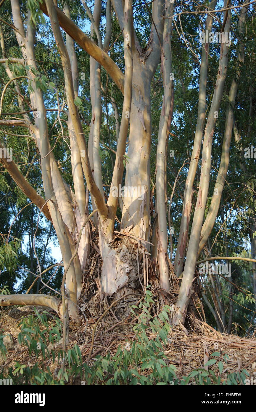 an Eucalyptus with many branches Stock Photo