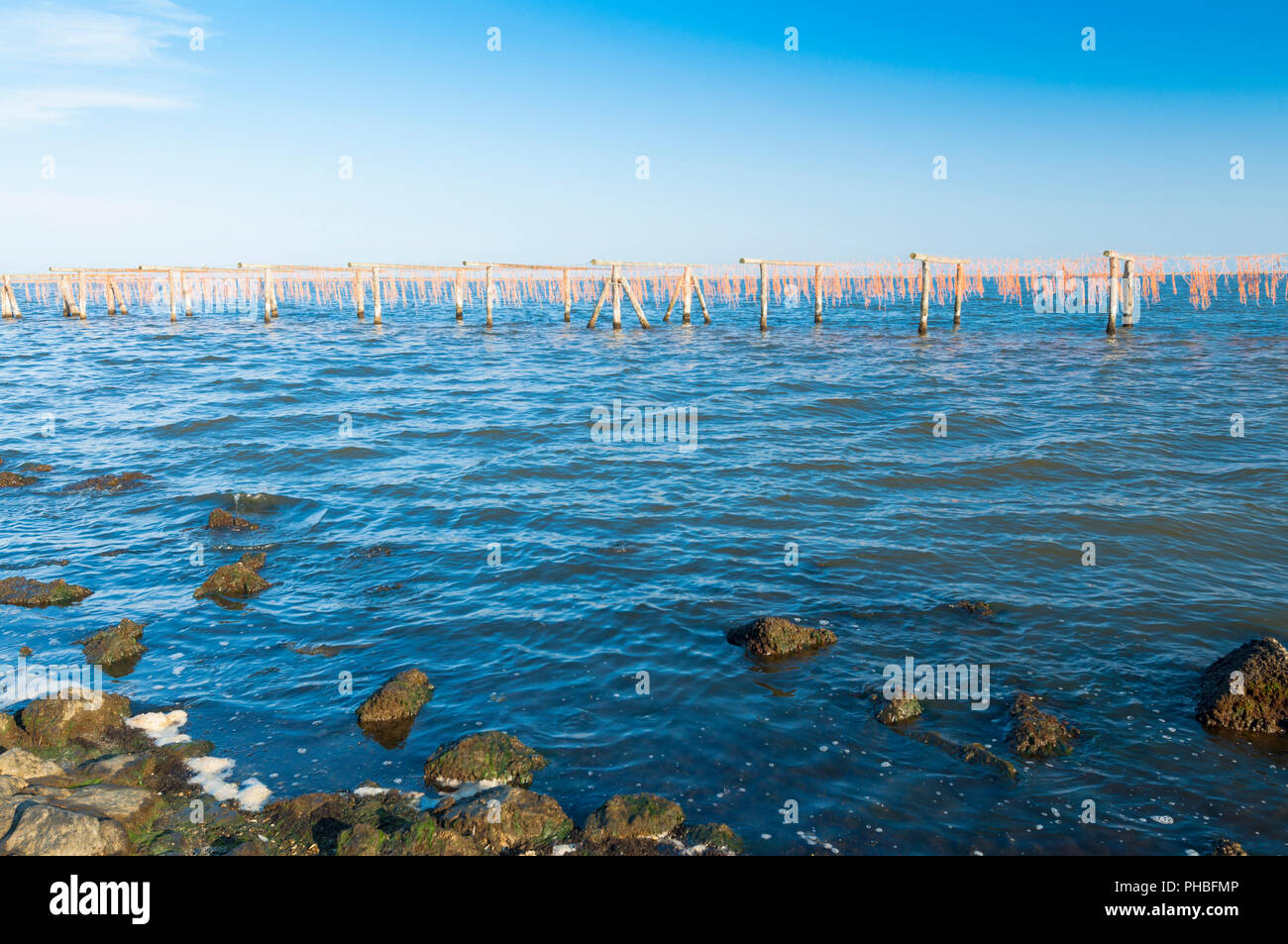 View of the Mussel Cultivation sistem at the Scardovari Lagoon, Po river estuary, Rovigo, Veneto, Italy Stock Photo