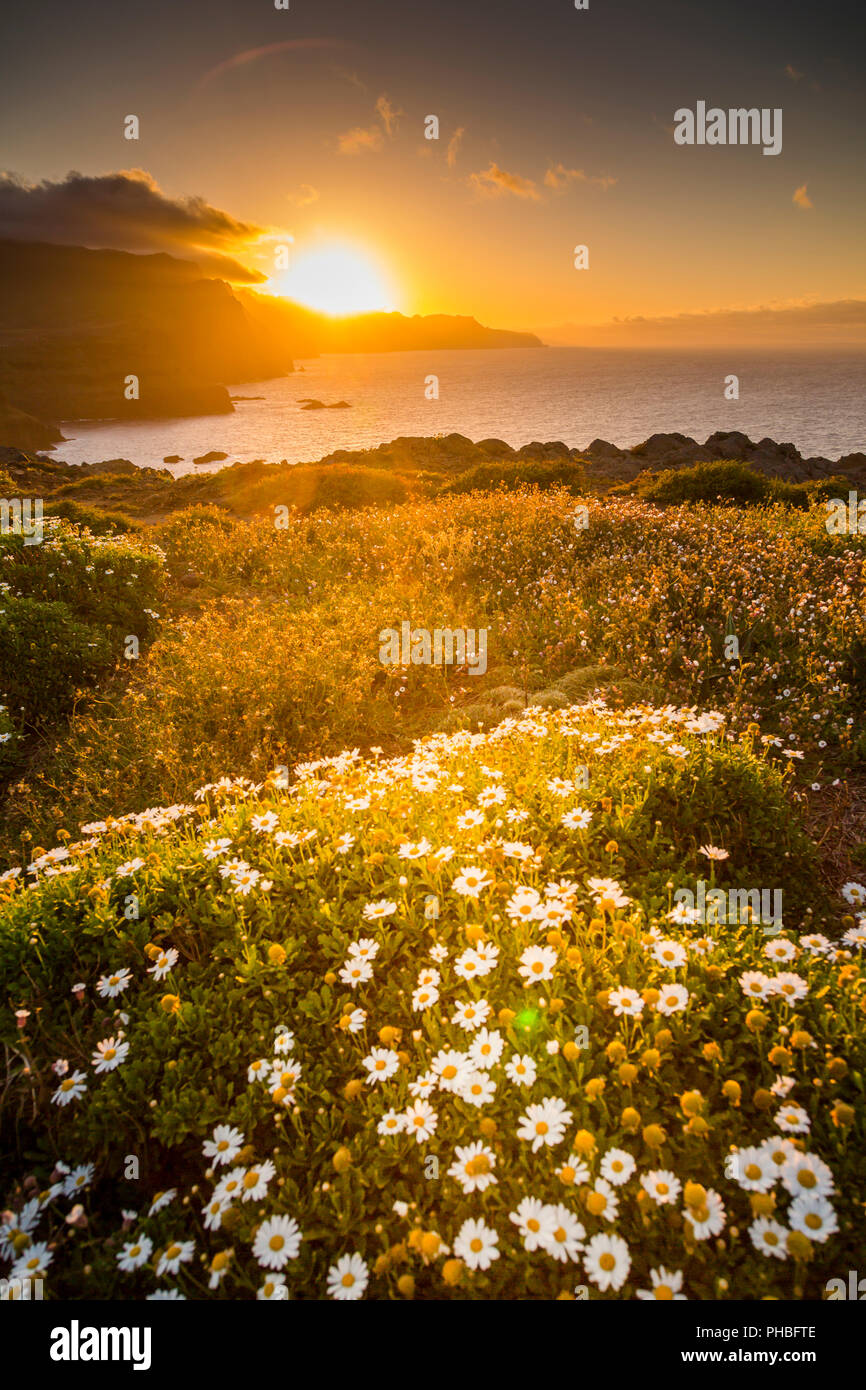 Rocky coast at the Ponta da Sao Lourenco and spring flowers at sunset, Eastern tip of the island, Madeira, Portugal, Atlantic, Europe Stock Photo
