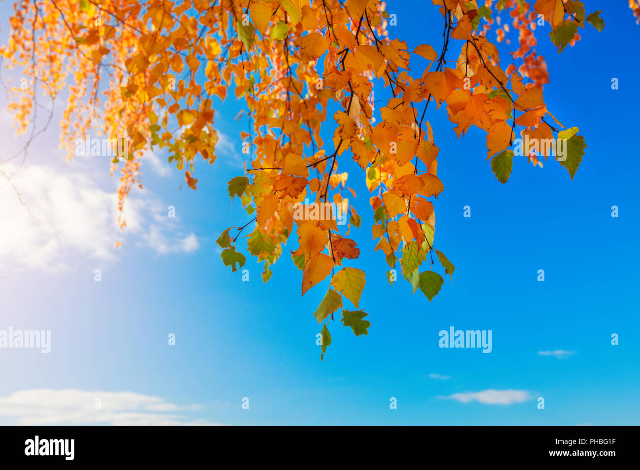 autumn foliage branch and blue sky Stock Photo