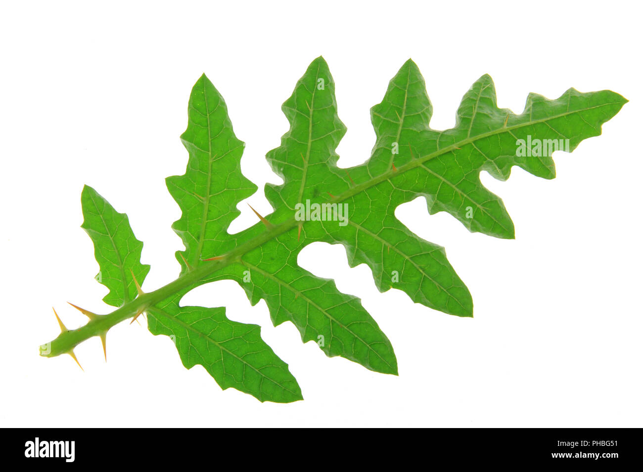 Solanum sisymbriifolium (litchi tomato, vila-vila, sticky nightshade) Stock Photo