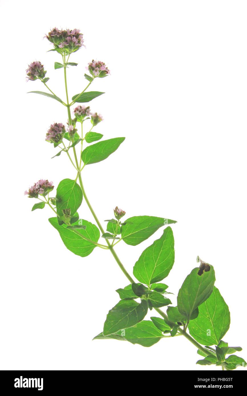 Oregano or wild marjoram (Origanum vulgare Stock Photo Alamy