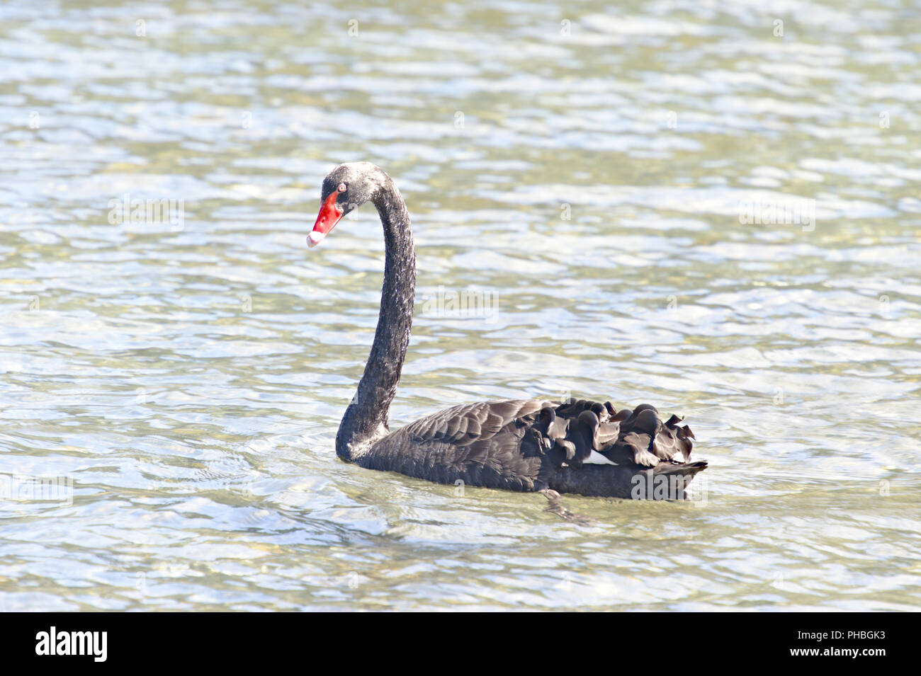 Black Swan, New Zealand Stock Photo - Alamy