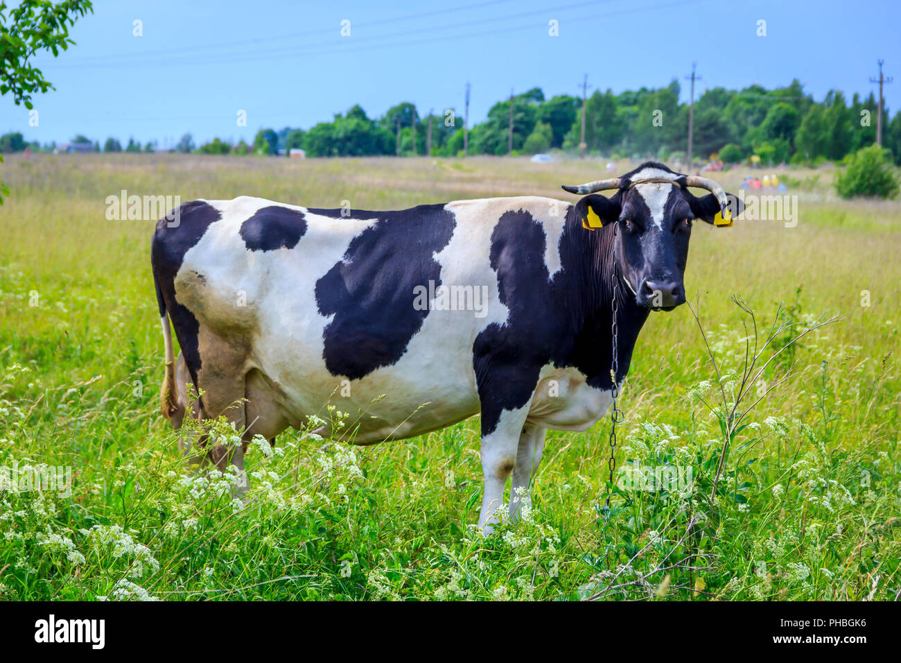 An incredibly beautiful cow grazing on a summer green meadow. Feeding and breeding of cattle. Farm animals for a walk. Agriculture of Russia. Cattle Stock Photo - Alamy An incredibly beautiful cow grazing on a summer green meadow. Feeding and breeding of cattle. Farm animals for a walk. Agriculture of Russia. Cattle Stock Photo - Alamy