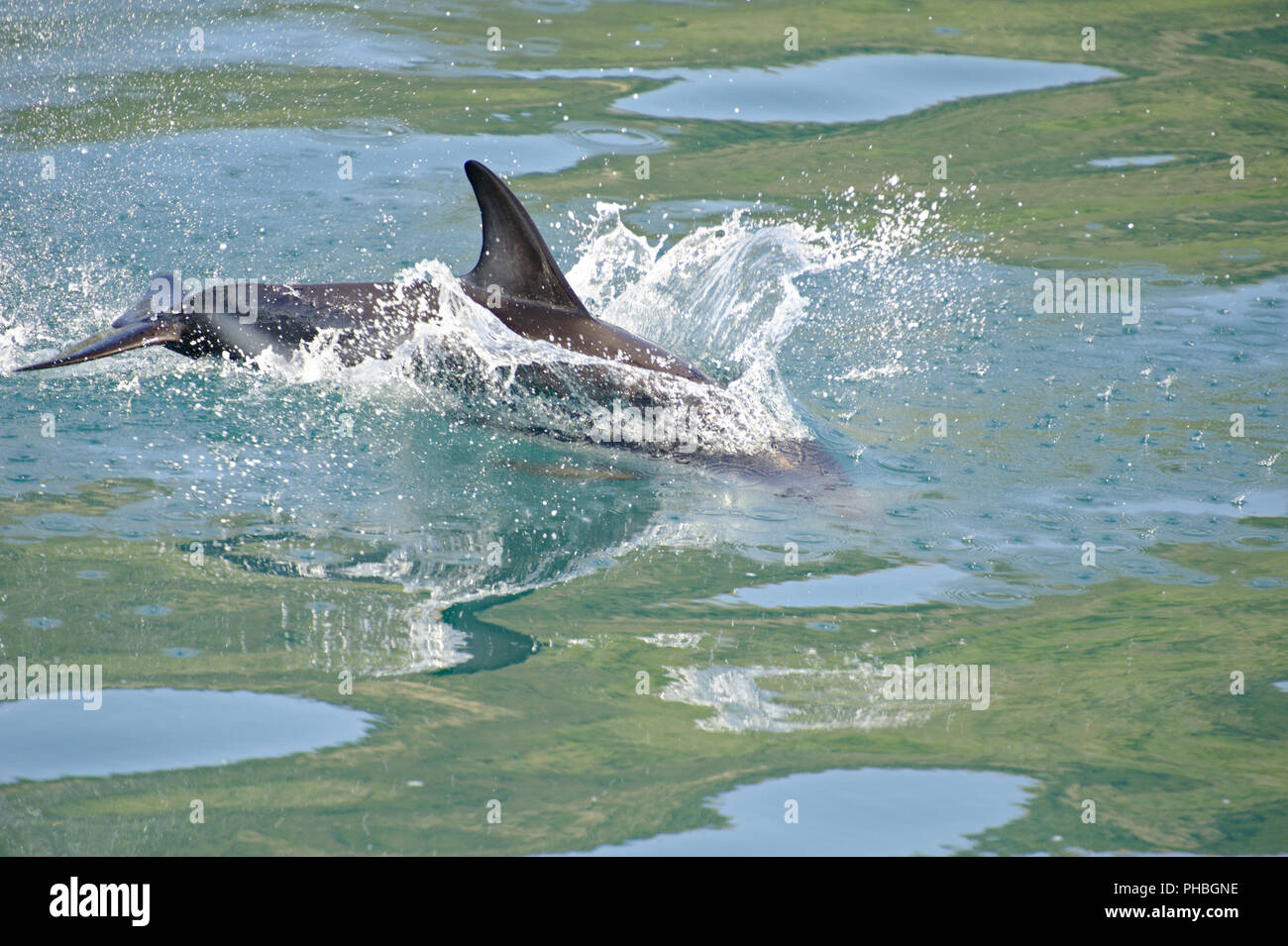 Dusky Dolphin playing Stock Photo - Alamy
