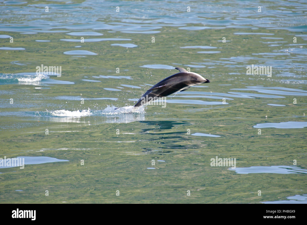 Dusky Dolphin jumping Stock Photo