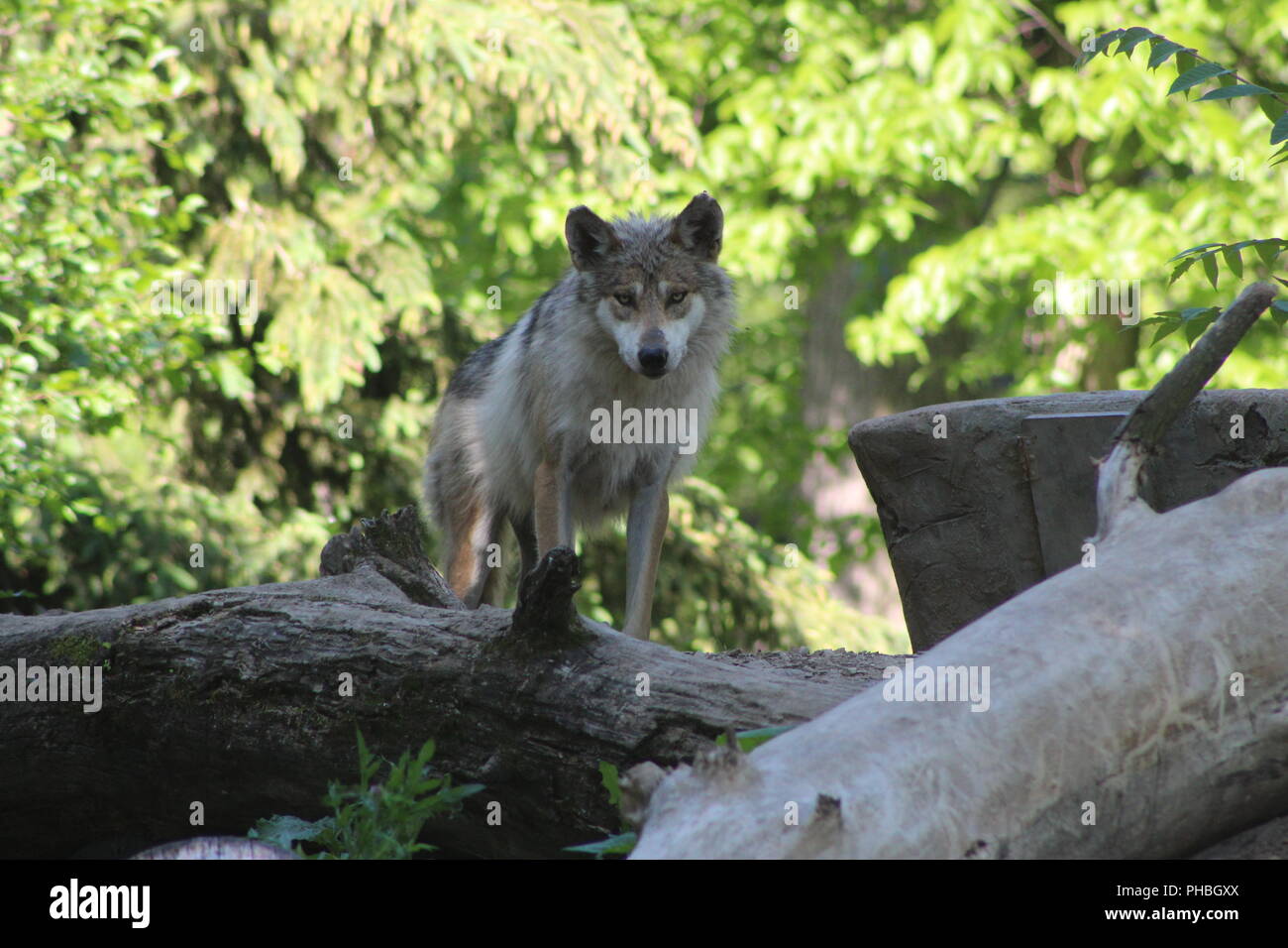 Mexican gray wolf texas hi-res stock photography and images - Alamy