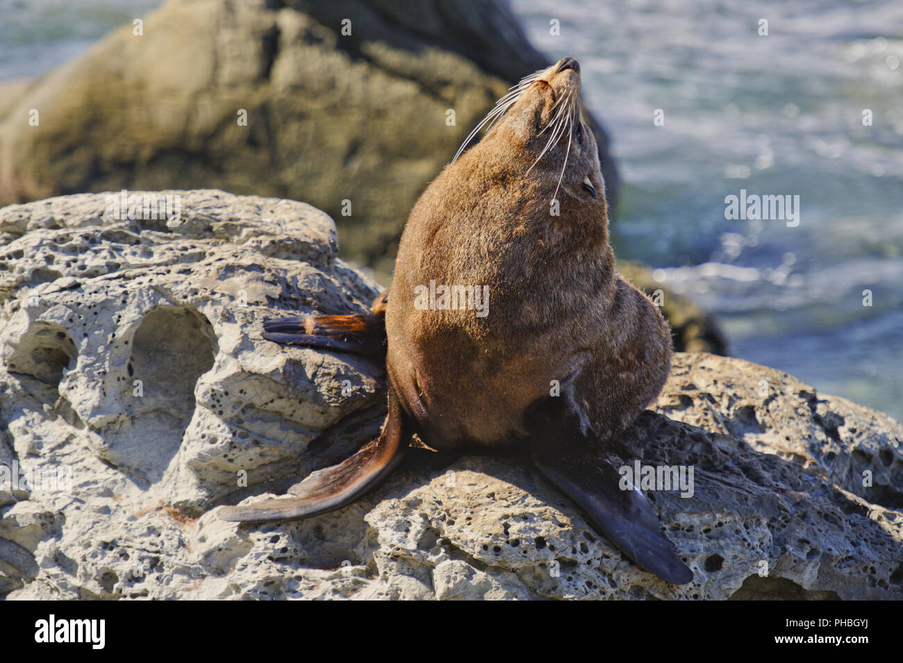 Fur Seal sun bathing Stock Photo