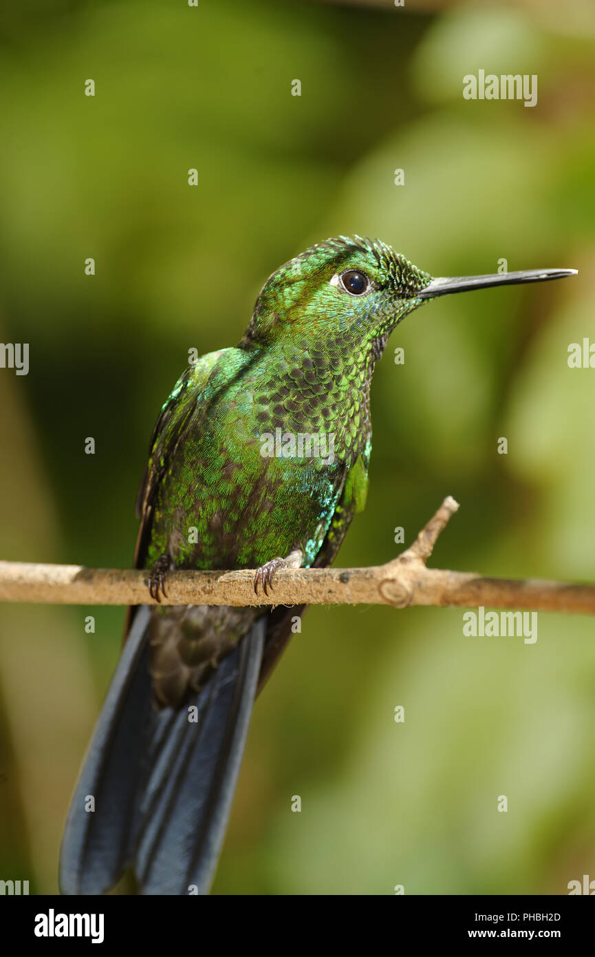 Garden Emerald Hummingbird, Costa Rica Stock Photo