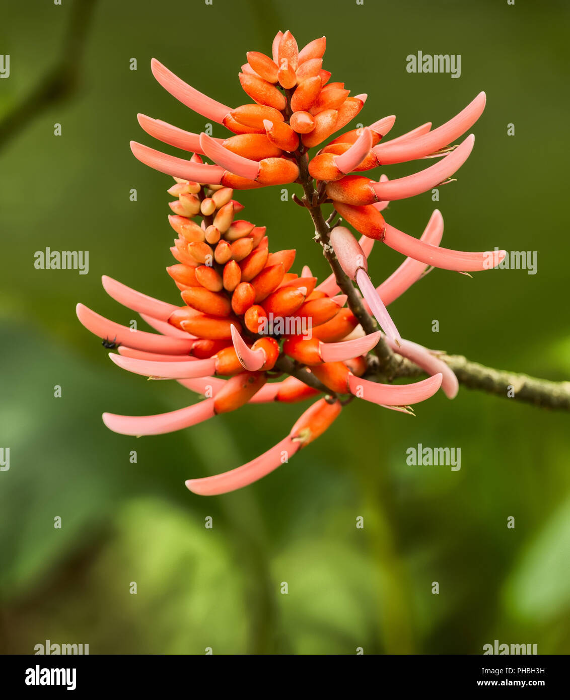 Jungle flower, Costa Rica Stock Photo