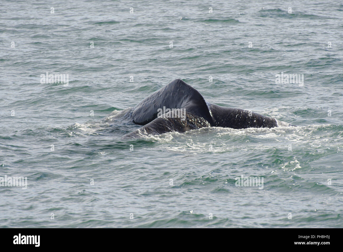 Sperm whale diving Stock Photo