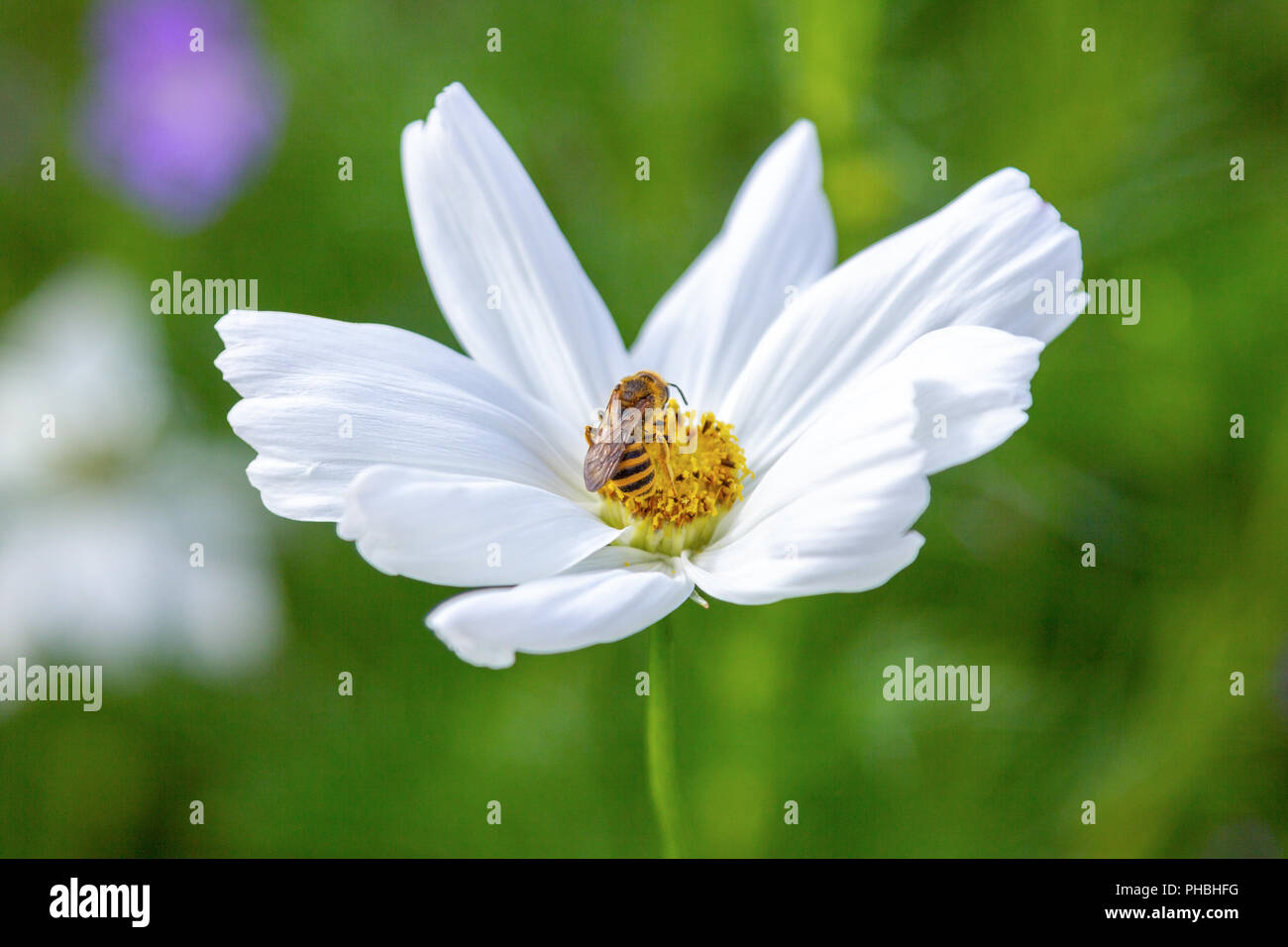 Cosmos flower with bee hi-res stock photography and images - Alamy