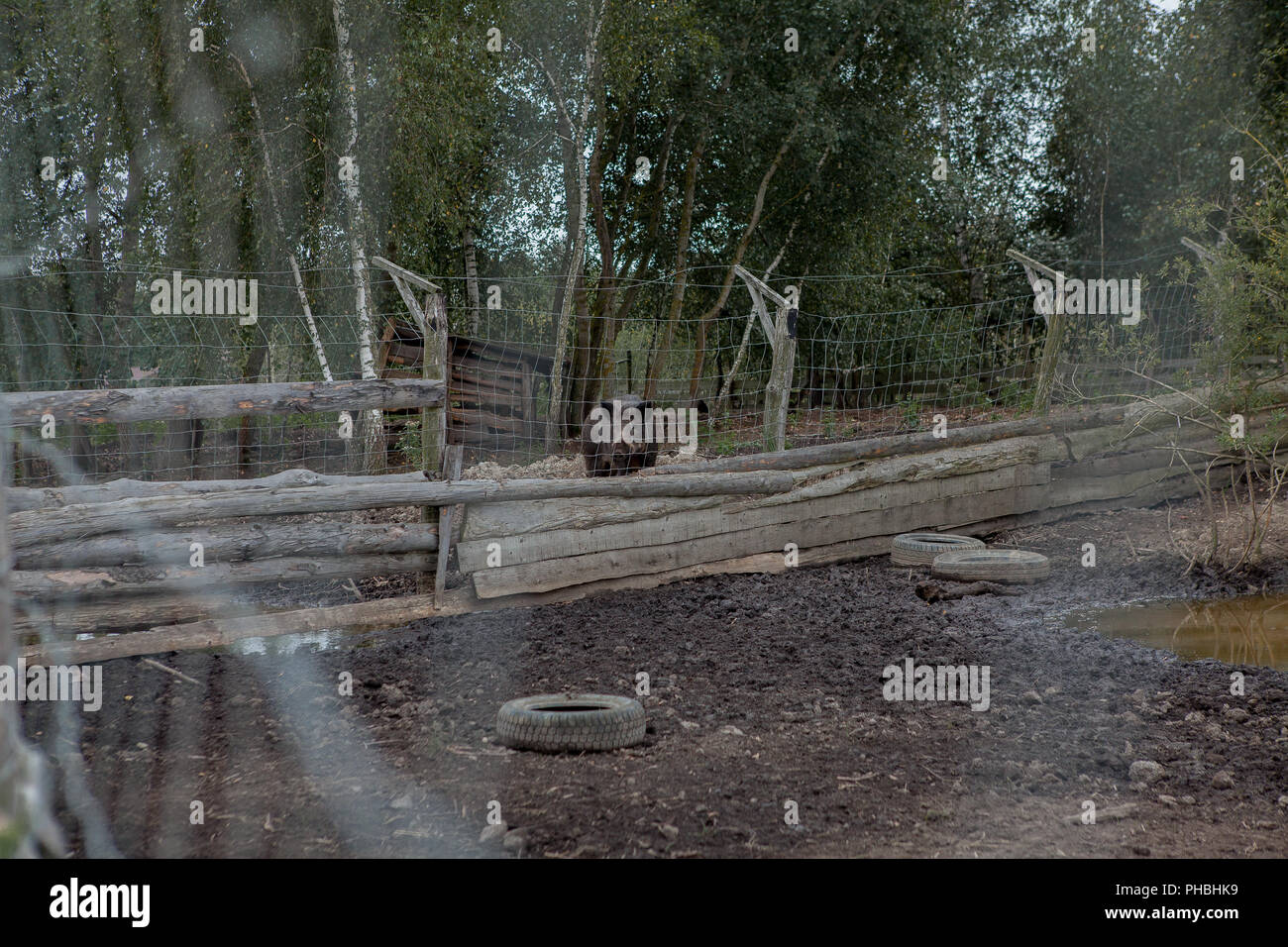 Wild boar in a cage behind a lattice. A wild pig in the forest. Animals