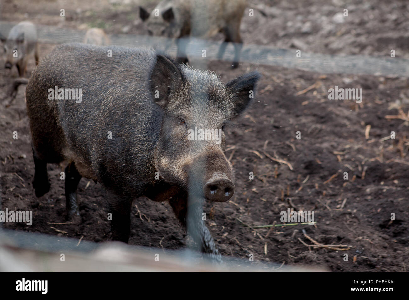 Wild boar in a cage behind a lattice. A wild pig in the forest. Animals ...