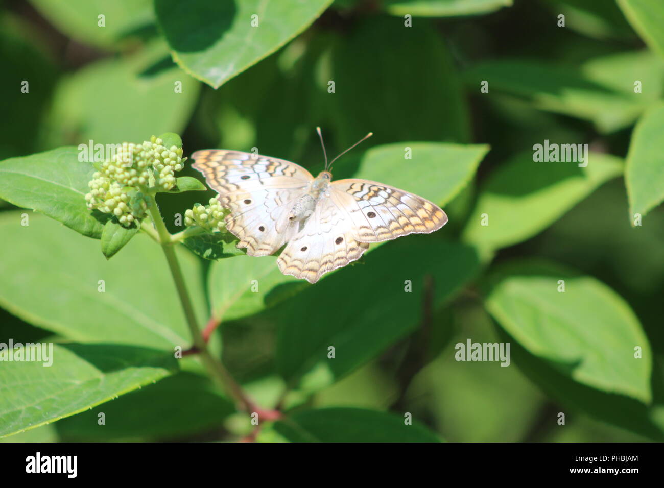 White Peacock Butterfly resting among leaves Stock Photo