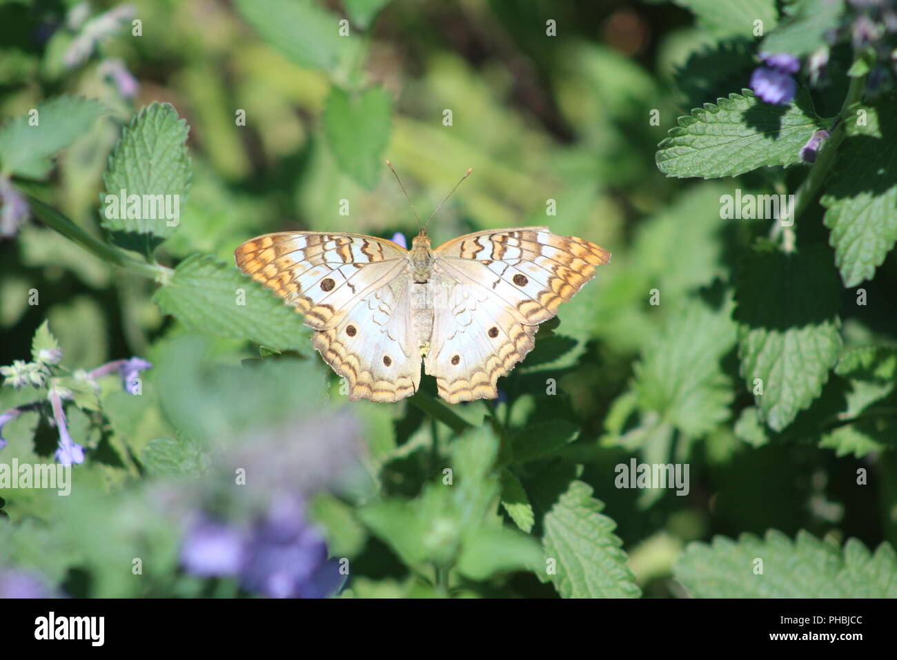 White Peacock Butterfly perched among leaves Stock Photo