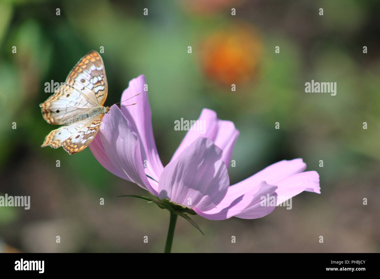 Insects on cosmos flower hi-res stock photography and images - Alamy
