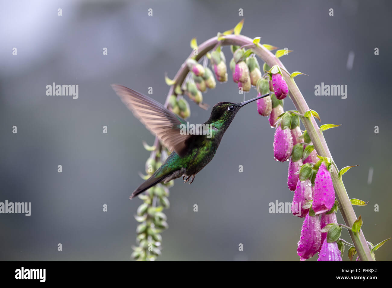 Male Magnificent hummingbird (Eugenes fulgens) in Costa Rica Stock Photo