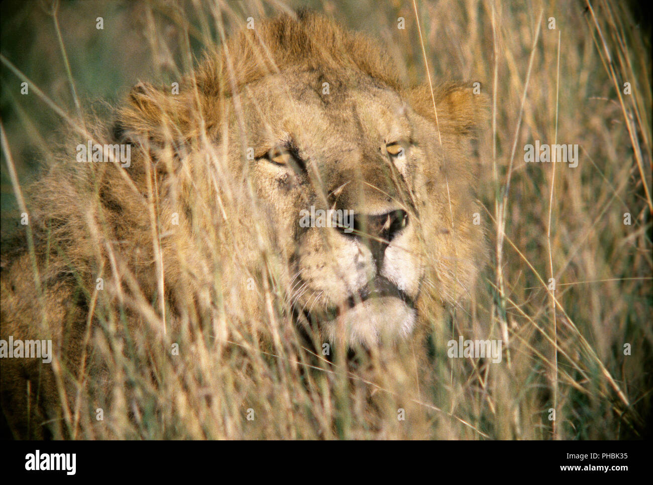 Male lion (Panthera leo) in the ambush, Masai Mara Game Reserve, Kenya ...