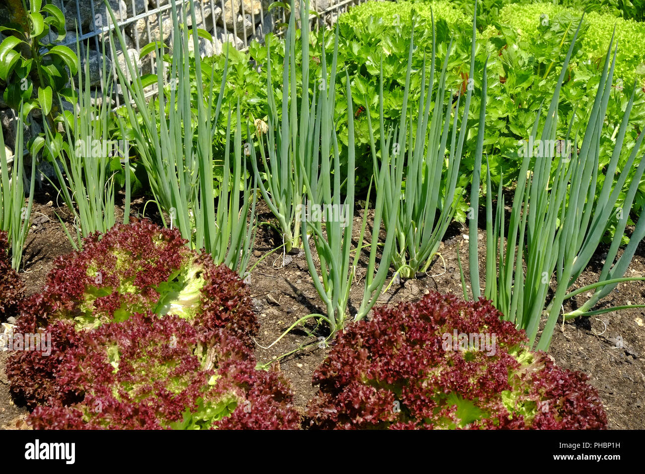 Lettuce cultivation, salat bed Stock Photo