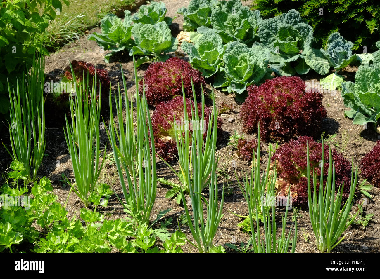 Lettuce cultivation Stock Photo