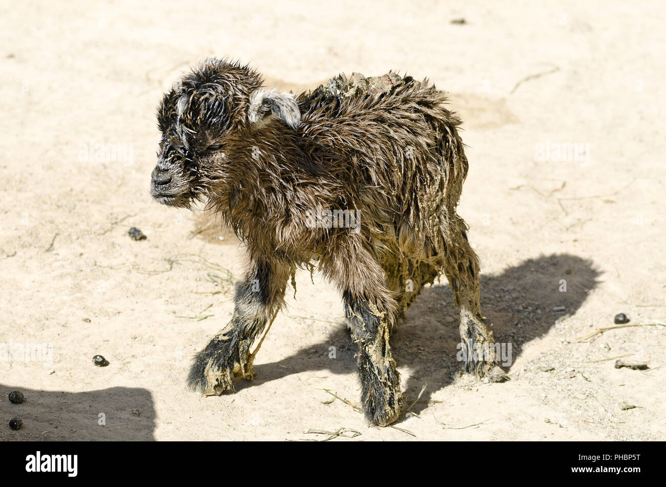 new born dwarf goat Stock Photo
