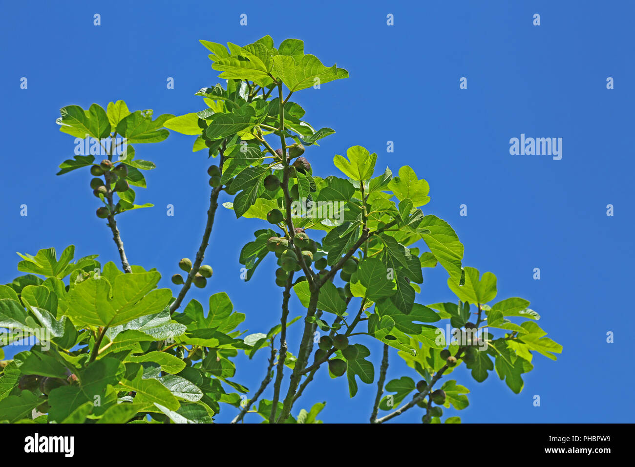 Fig tree (Ficus carica Stock Photo Alamy