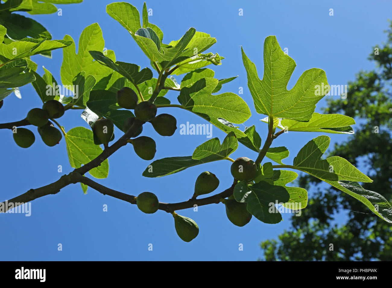 Fig tree (Ficus carica Stock Photo - Alamy