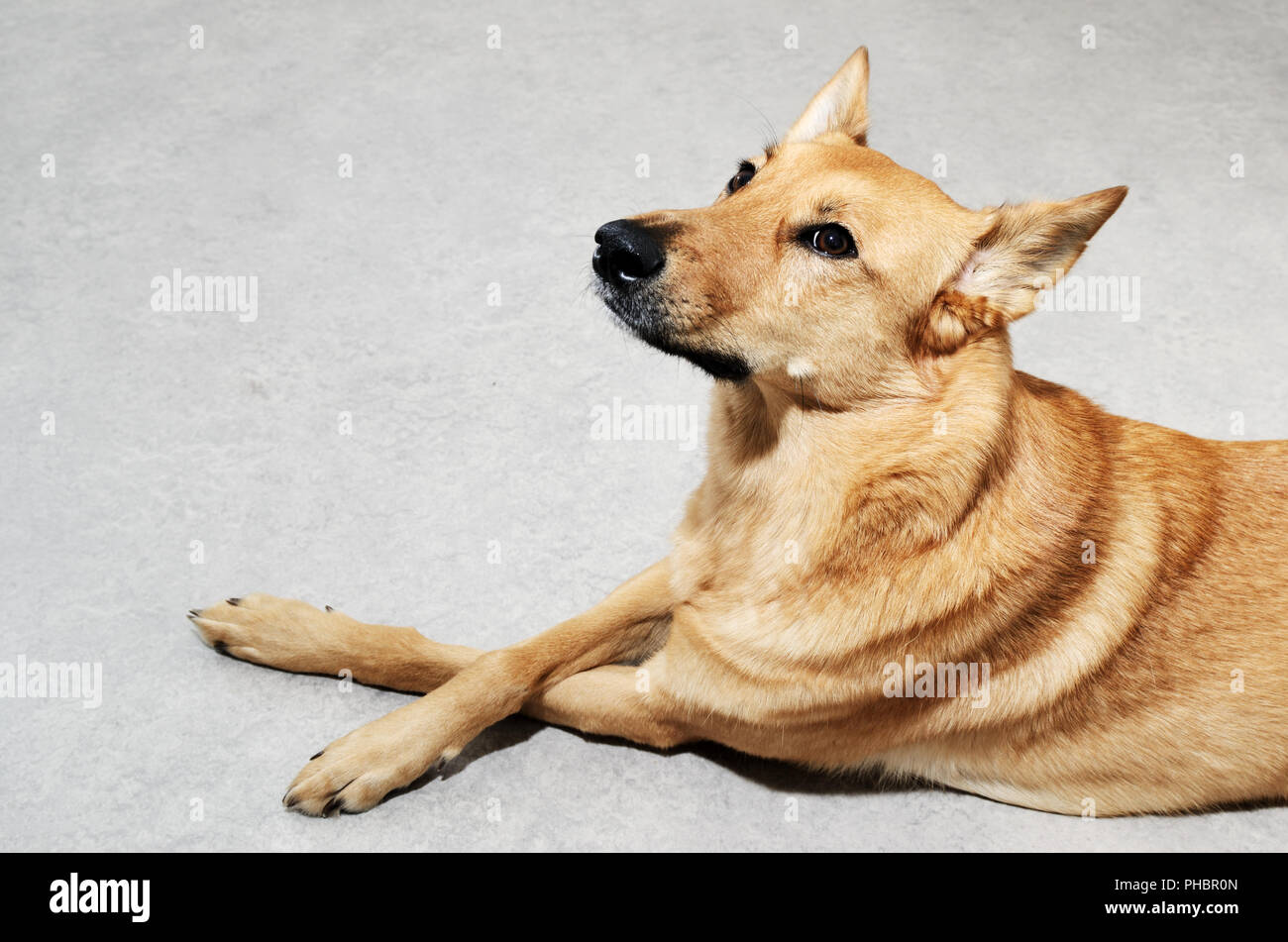 mongrel dog lying on the floor Stock Photo