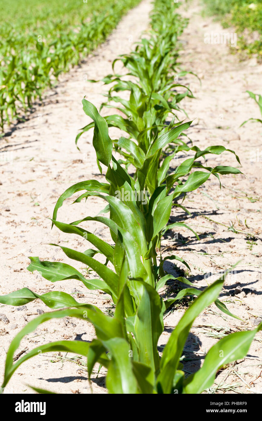 Green corn rows in the rain hi-res stock photography and images - Alamy